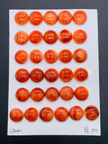 12 mm Spiny Oyster Shell Round Cabs • Pack of 2 Pcs • AAA Quality • Natural Shell Cabochon • Red Color