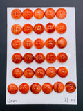 12 mm Spiny Oyster Shell Round Cabs • Pack of 2 Pcs • AAA Quality • Natural Shell Cabochon • Red Color