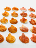29x30 mm Spiny Oyster Shell Sealife Carving Cabs • Pack of 1 Pc • AAA Quality • Natural Spiny Oyster Shell Cabochon