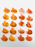 29x30 mm Spiny Oyster Shell Sealife Carving Cabs • Pack of 1 Pc • AAA Quality • Natural Spiny Oyster Shell Cabochon