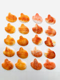 29x30 mm Spiny Oyster Shell Sealife Carving Cabs • Pack of 1 Pc • AAA Quality • Natural Spiny Oyster Shell Cabochon