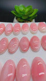 Queen Conch Shell Oval Cabs • 10x20 mm Size • Pack of 2 Pcs • AAA Quality • Flat Back • Queen Conch Cabochons