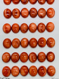 Spiny Oyster Shell Oval Cabs • 10x12 mm Size • Pack of 2 Pcs • AAA Quality • Natural Shell Cabochon • Red Color