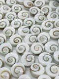 Shiva Shell Round Coin Beads - 6 / 8 mm Size • AAA Quality• Length 40 cm •  Natural Single Shiva Shell Beads  • One Sided Shiva Shell Beads